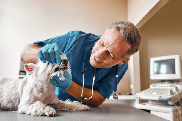 Best Emergency X-Rays and Diagnostics in Chadbourn, NC
